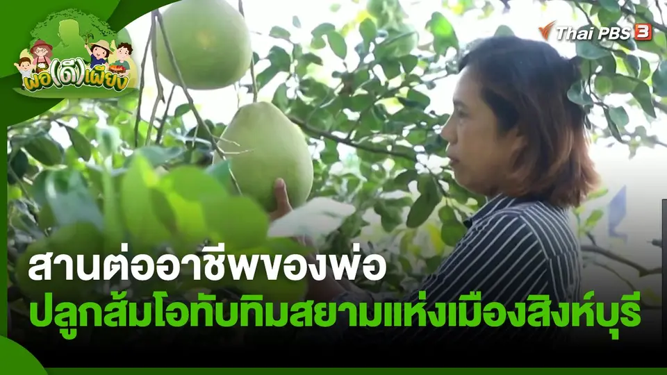 พอดีพอเพียง : สานต่ออาชีพของพ่อ ปลูกส้มโอทับทิมสยามแห่งเมืองสิงห์บุรี