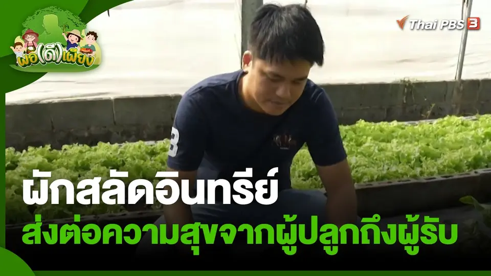 ​พอดีพอเพียง : ผักสลัดอินทรีย์ ส่งต่อความสุขจากผู้ปลูกถึงผู้รับ
