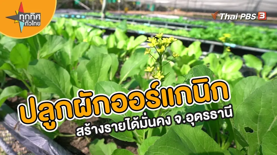 อาชีพทั่วไทย : ปลูกผักออร์แกนิกสร้างรายได้มั่นคง จ.อุดรธานี