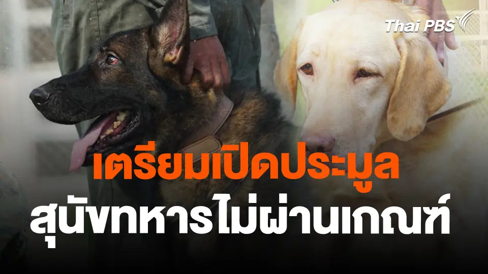 เตรียมเปิดประมูลสุนัขทหารไม่ผ่านเกณฑ์