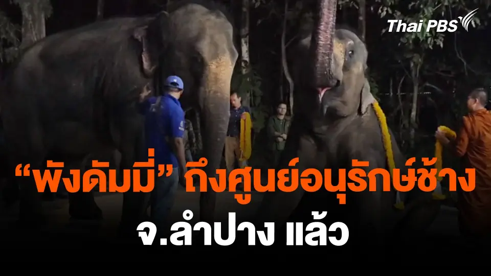 "พังดัมมี่" ถึงศูนย์อนุรักษ์ช้าง จ.ลำปาง แล้ว
