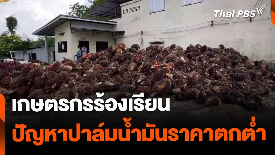 เกษตรกรร้องเรียน แก้ปัญหาปาล์มน้ำมันราคาตกต่ำ
