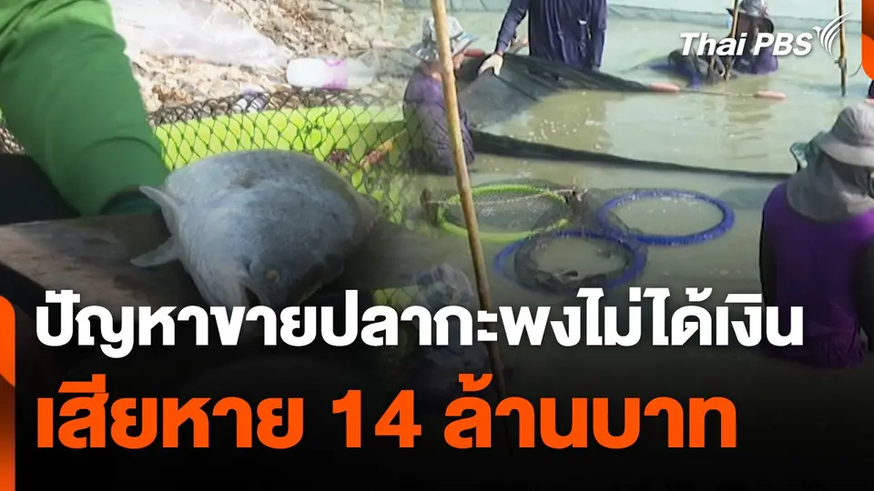 สถานีร้องเรียน : ปัญหาขายปลากะพงไม่ได้เงิน เสียหาย 14 ล้านบาท