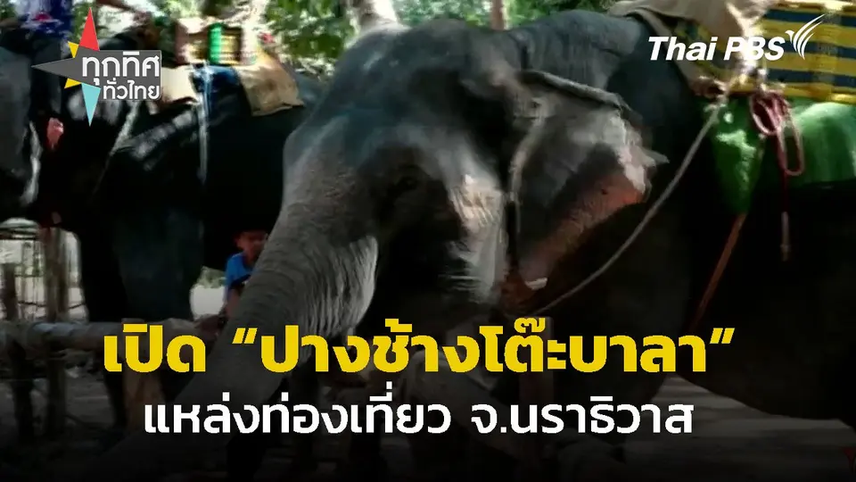 เปิดปางช้างโต๊ะบาลา จ.นราธิวาส