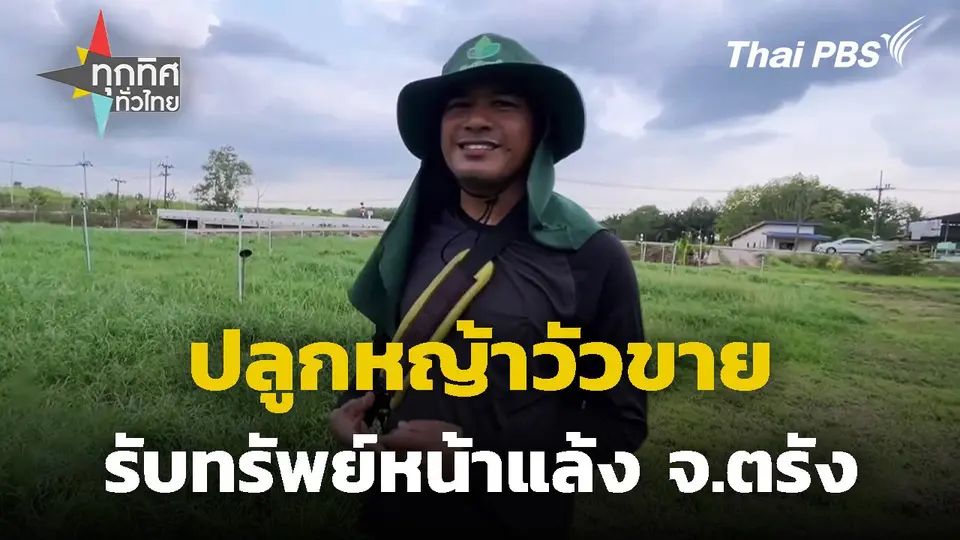 ปลูกหญ้าวัวขายรับทรัพย์หน้าแล้ง จ.ตรัง