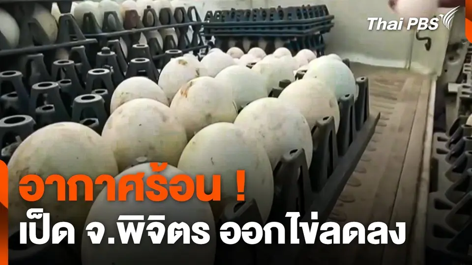 อากาศร้อน ! "เป็ด" จ.พิจิตร ออกไข่ลดลง