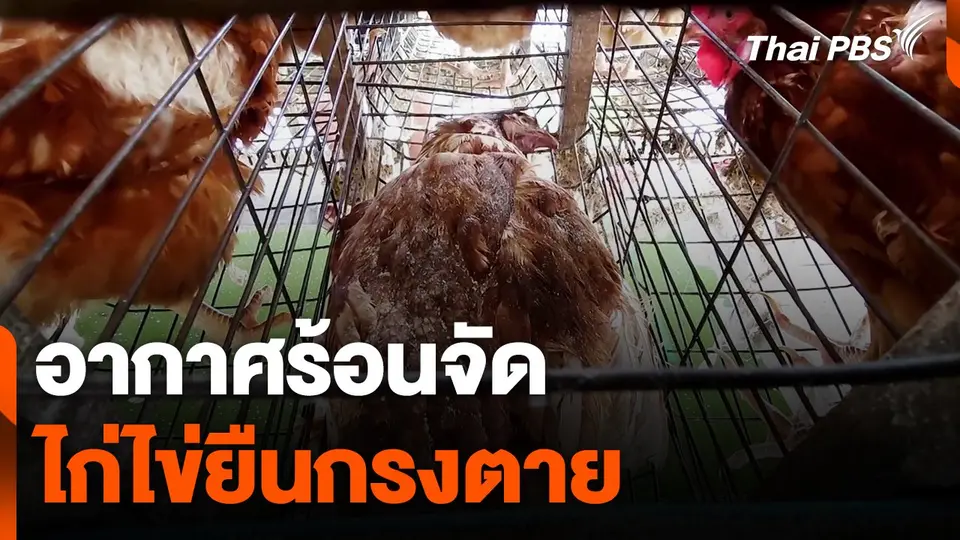 อากาศร้อนกระทบไก่ไข่ยืนกรงตาย