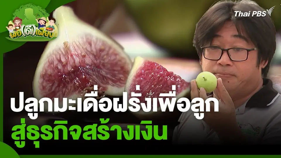 พอดีพอเพียง : ปลูกมะเดื่อฝรั่งเพื่อลูก สู่ธุรกิจสร้างเงิน