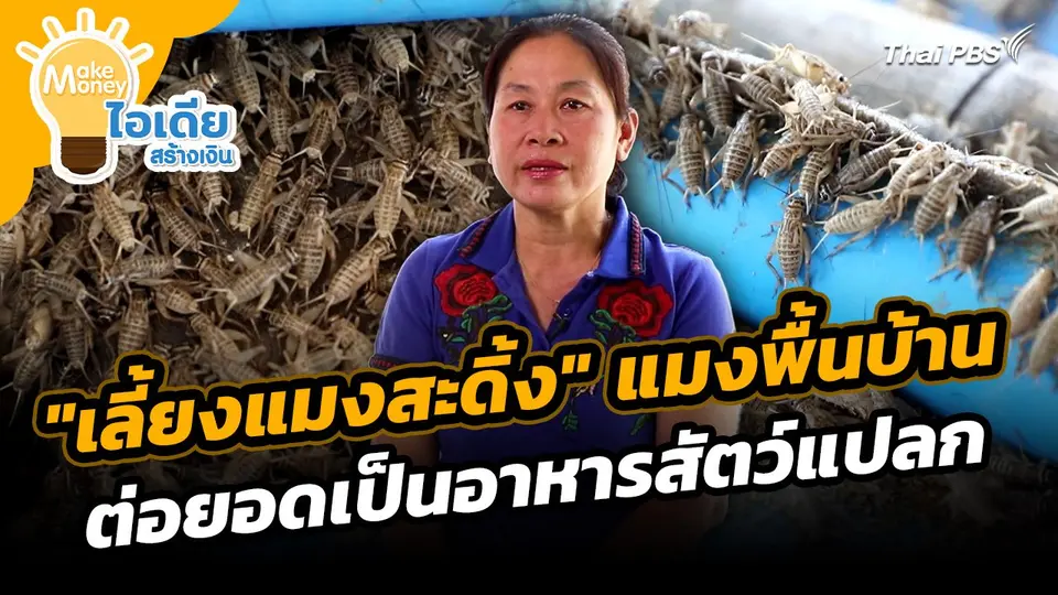 Make Money ไอเดียสร้างเงิน : "เลี้ยงแมงสะดิ้ง" แมงพื้นบ้านต่อยอดเป็นอาหารสัตว์แปลก