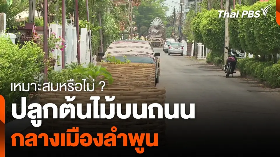 เหมาะสมหรือไม่ ? ปลูกต้นไม้บนถนน กลางเมืองลำพูน