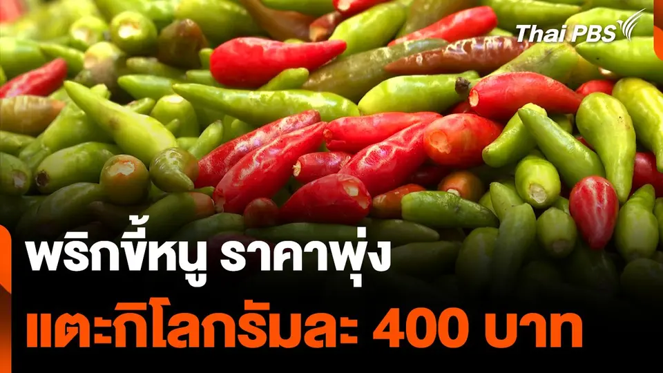 พริกขี้หนู ราคาพุ่ง แตะกิโลกรัมละ 400 บาท