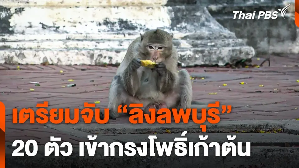 เตรียมจับ "ลิงลพบุรี" 20 ตัว เข้ากรงโพธิ์เก้าต้น