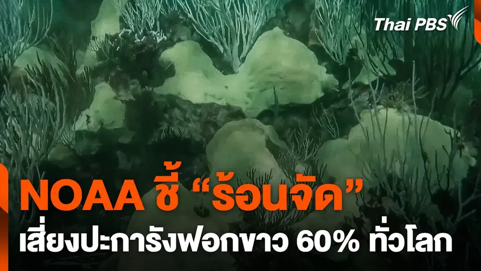 NOAA ชี้ ! ร้อนจัดเสี่ยงปะการังฟอกขาว 60% ทั่วโลก