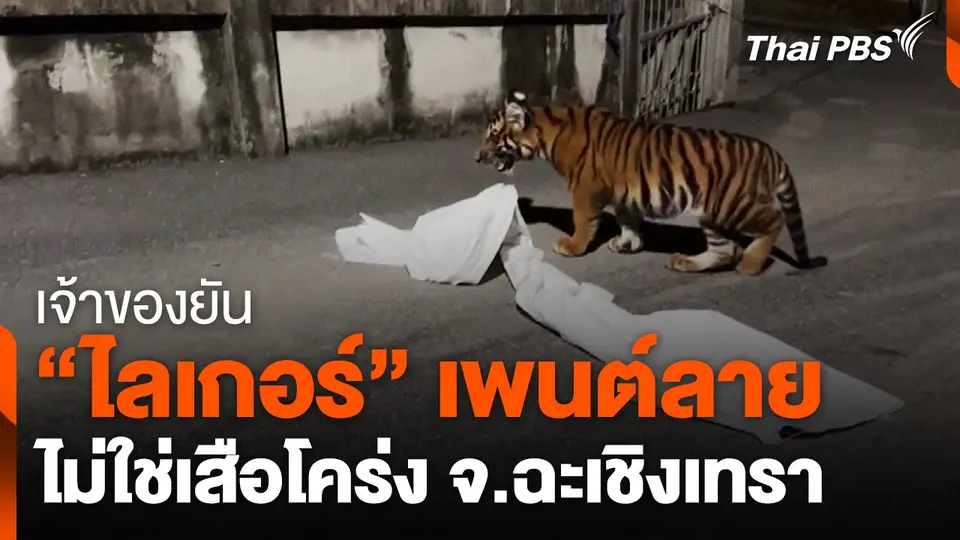 เจ้าของยัน "ไลเกอร์" เพนต์ลาย ไม่ใช่เสือโคร่ง