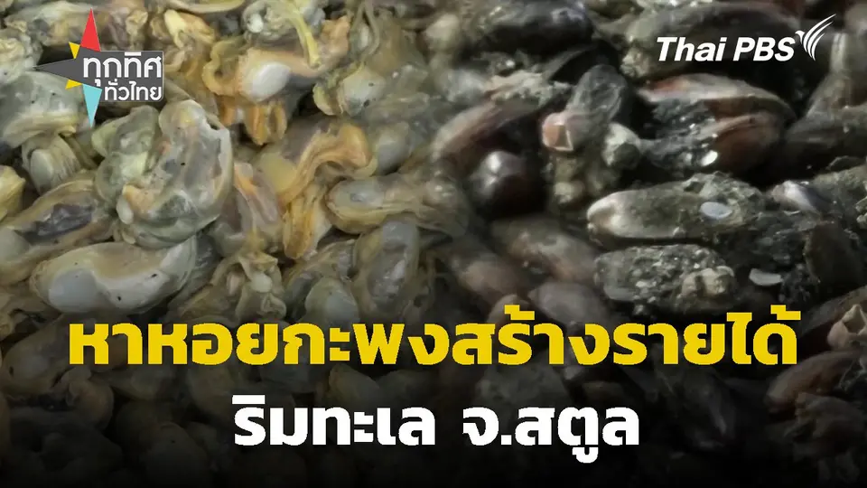 หาหอยกะพงสร้างรายได้ริมทะเล จ.สตูล