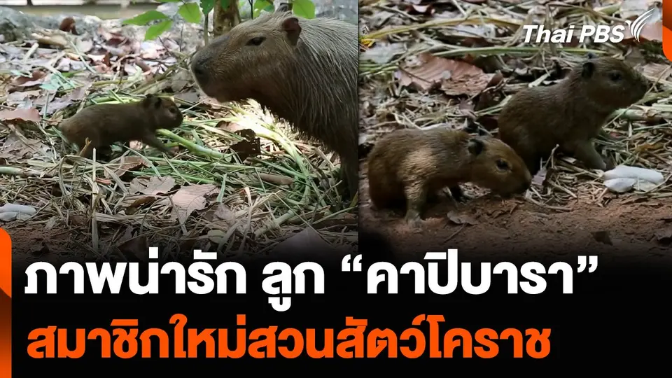 ภาพน่ารัก ลูก “คาปิบารา” สมาชิกใหม่สวนสัตว์โคราช