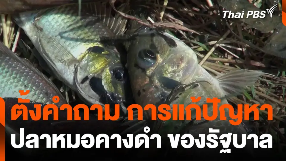 ตั้งคำถามการแก้ปัญหา ปลาหมอคางดำ ของรัฐบาล