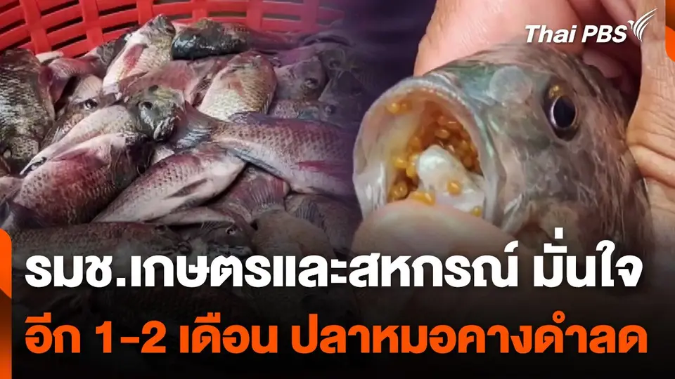 รมช.เกษตรและสหกรณ์ มั่นใจอีก 1-2 เดือนนี้ ปลาหมอคางดำลดลง