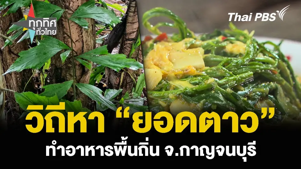 วิถีหา “ยอดตาว” ทำอาหารพื้นถิ่น จ.กาญจนบุรี