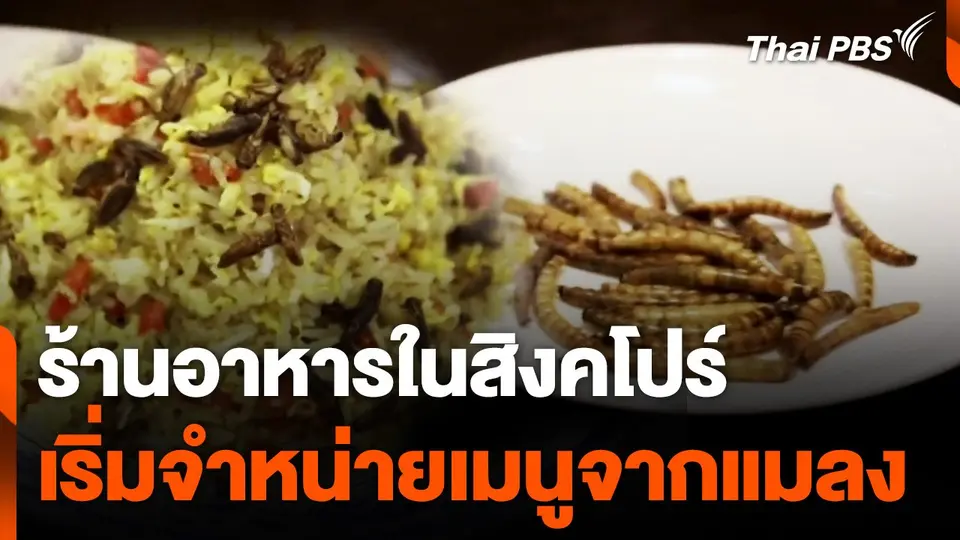ร้านอาหารในสิงคโปร์ เริ่มจำหน่ายเมนูจากแมลง