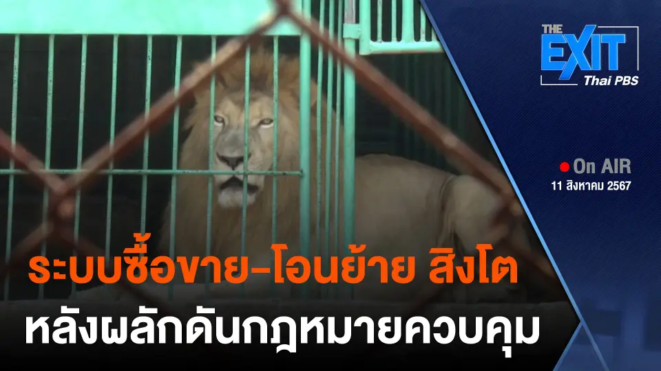 เจาะระบบซื้อขาย-โอนย้าย "สิงโต" ในไทย