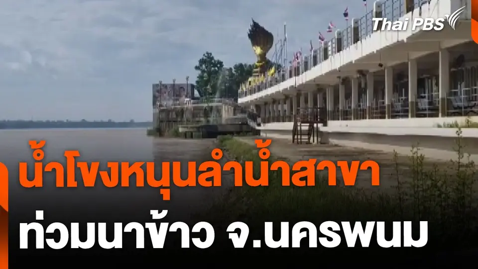 น้ำโขงหนุนลำน้ำสาขา ไหลท่วมนาข้าว จ.นครพนม