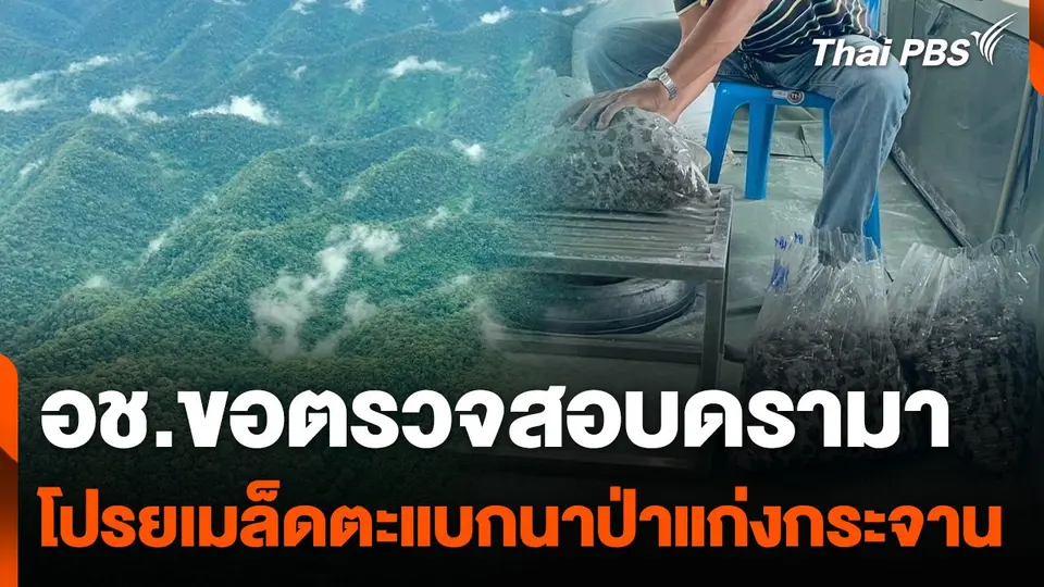 อช.ขอตรวจสอบดรามาเมล็ดตะแบกนาโปรยป่าแก่งกระจาน