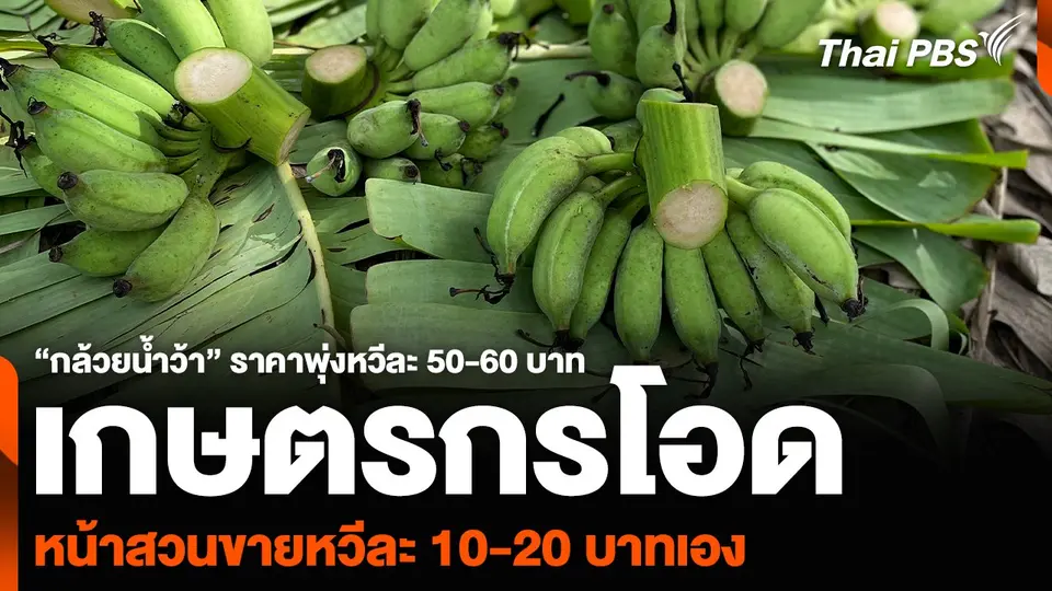 “กล้วยน้ำว้า” ราคาพุ่งหวีละ 50-60 บาท เกษตรกรโอดหน้าสวนขายหวีละ 10-20 บาทเอง
