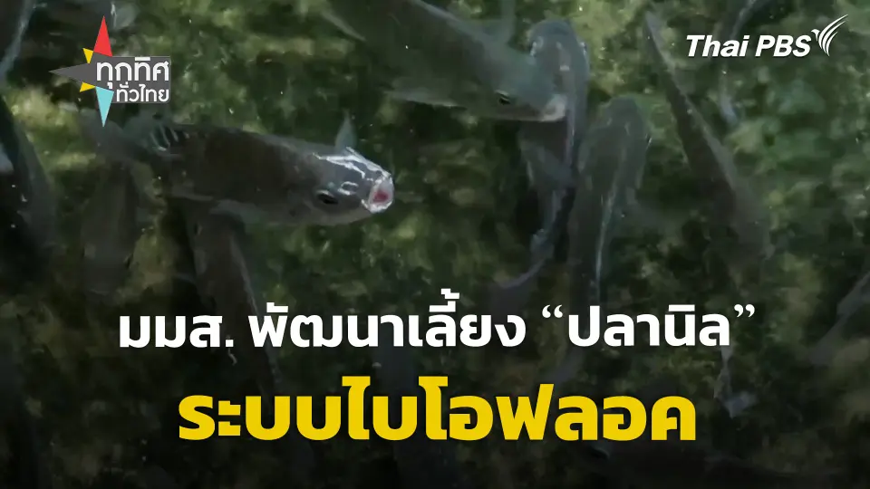 มมส. พัฒนาเลี้ยง "ปลานิล" ระบบไบโอฟลอค