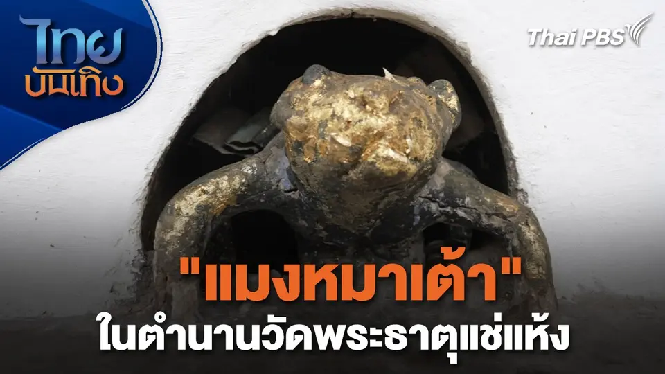 เรื่องนี้ตำนาน : "แมงหมาเต้า" ในตำนานวัดพระธาตุแช่แห้ง