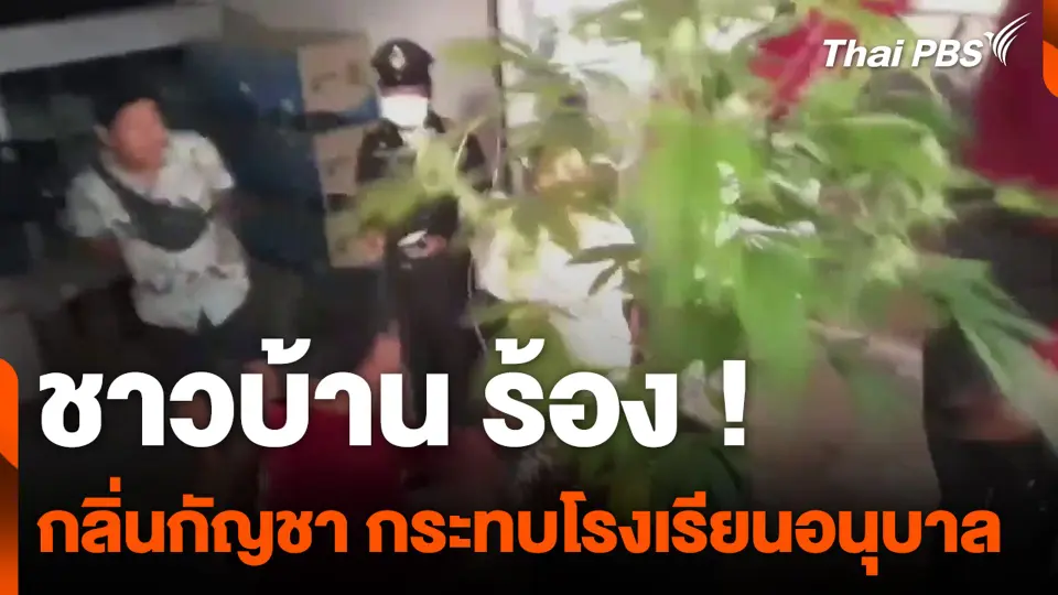 กลุ่มชาวเวียดนาม เข้ามาปลูกกัญชา จ.มุกดาหาร.mp4