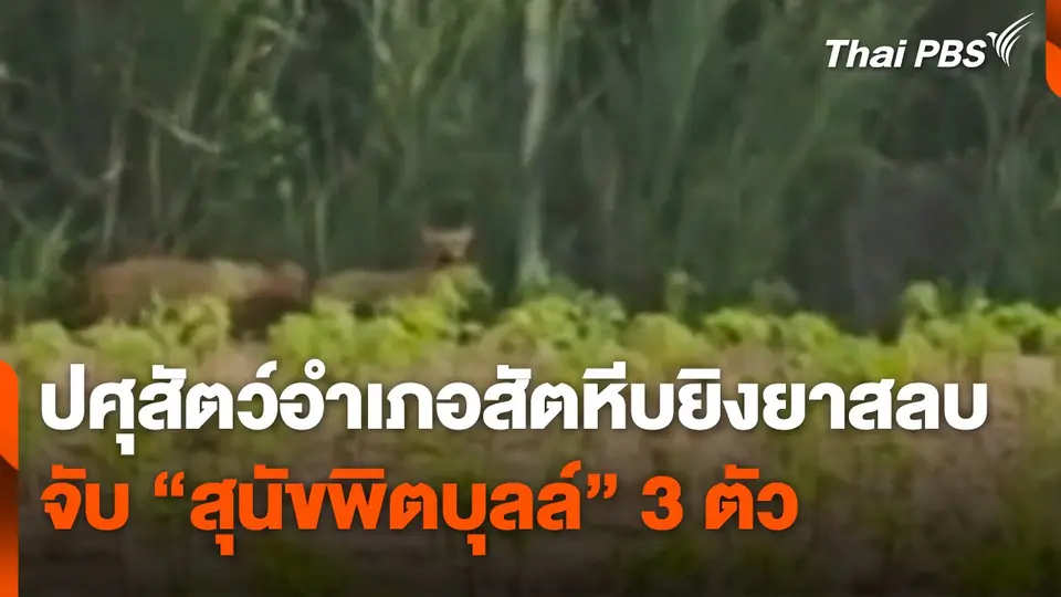 ปศุสัตว์อำเภอสัตหีบยิงยาสลบจับ "สุนัขพิตบุลล์" 3 ตัว