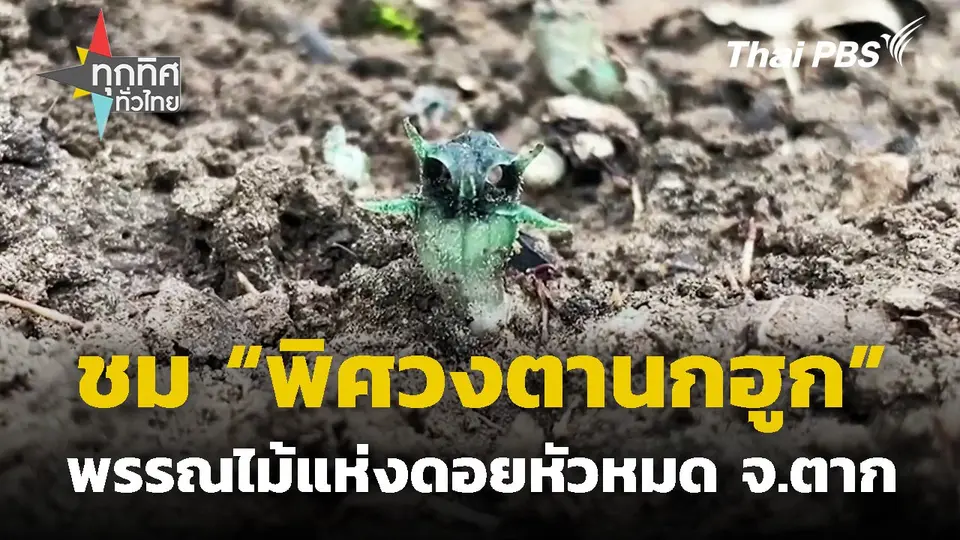 ชม "พิศวงตานกฮูก" พรรณไม้แห่งดอยหัวหมด จ.ตาก