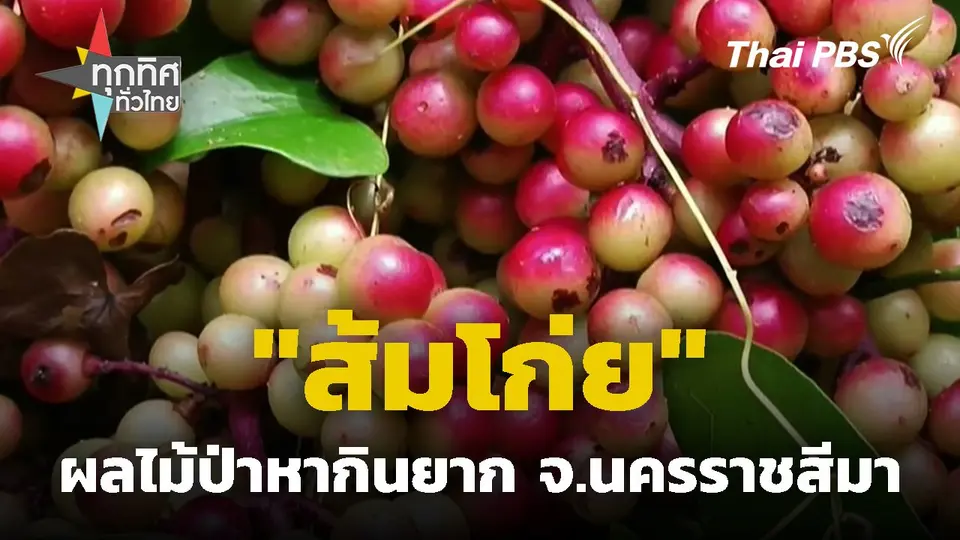 "ส้มโก่ย" ผลไม้ป่าหากินยาก จ.นครราชสีมา