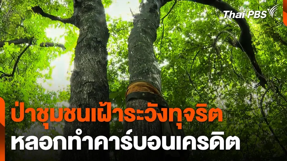 ป่าชุมชนเฝ้าระวังทุจริต-หลอกทำคาร์บอนเครดิต
