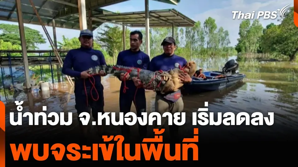 น้ำท่วม จ.หนองคาย เริ่มลดลง พบจระเข้ในพื้นที่
