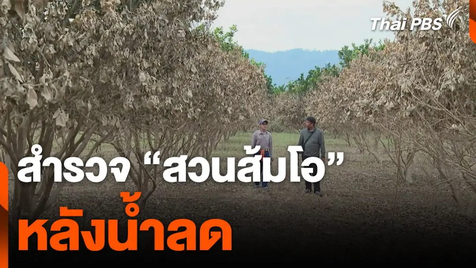 สำรวจ "สวนส้มโอ" หลังน้ำลด