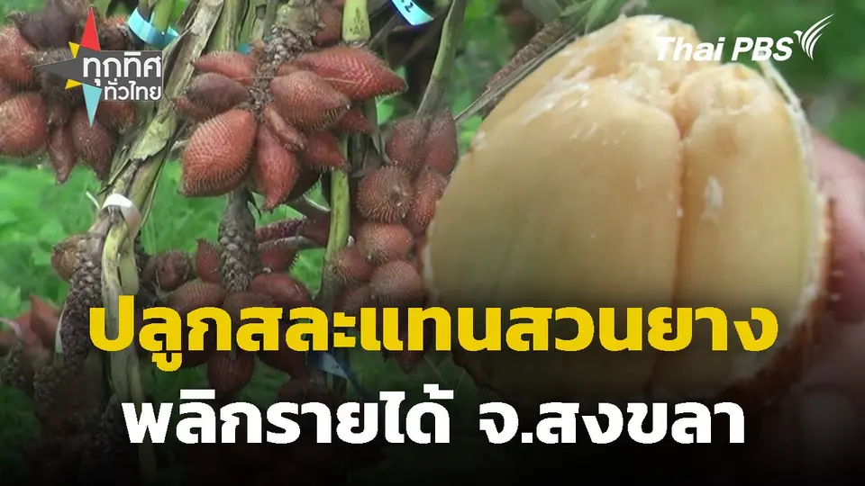 ปลูกสละแทนสวนยางพลิกรายได้ จ.สงขลา