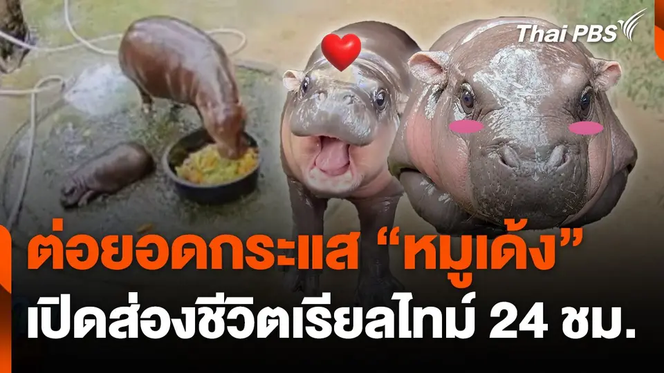 ต่อยอดกระแส "หมูเด้ง" เปิดส่องชีวิตเรียลไทม์ 24 ชม.