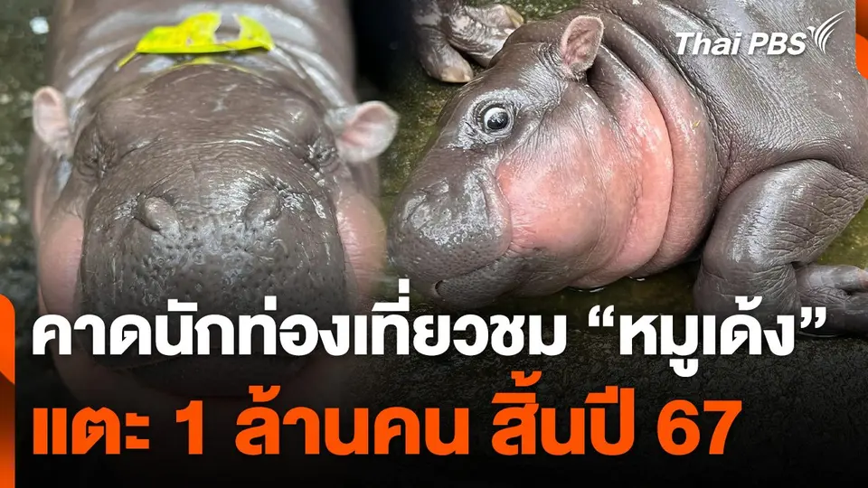 คาดนักท่องเที่ยวชม "หมูเด้ง" แตะ 1 ล้านคน สิ้นปี 67