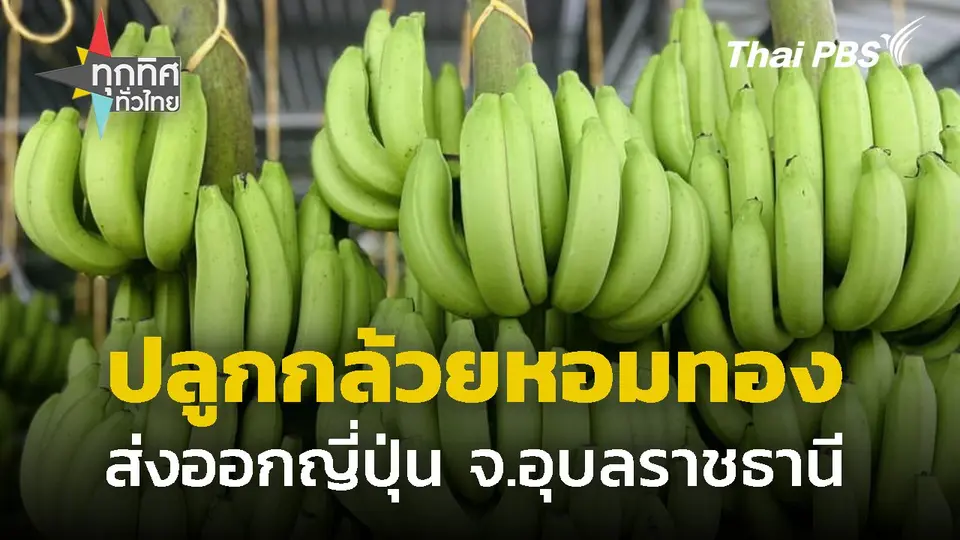 รวมกลุ่มปลูก "กล้วยหอมทอง" ส่งออกญี่ปุ่น จ.อุบลราชธานี