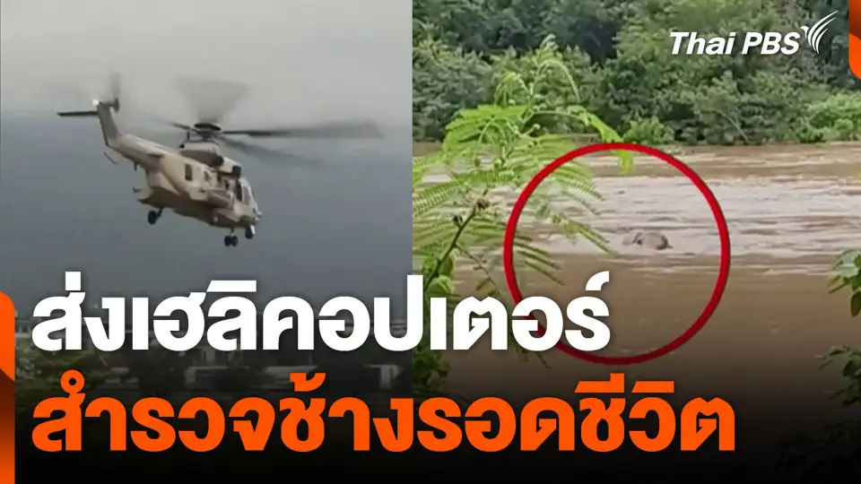 ส่งเฮลิคอปเตอร์ สำรวจช้างรอดชีวิต