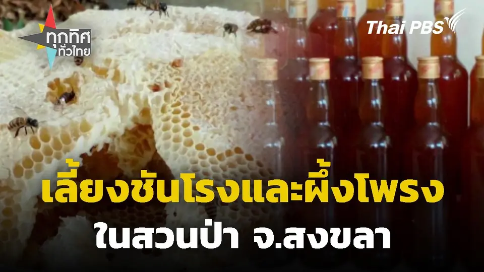 เลี้ยงชันโรงและผึ้งโพรงในสวนป่า จ.สงขลา