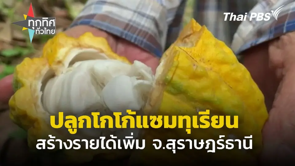 ปลูกโกโก้แซมสวนทุเรียน สร้างรายได้เพิ่ม จ.สุราษฎร์ฯ