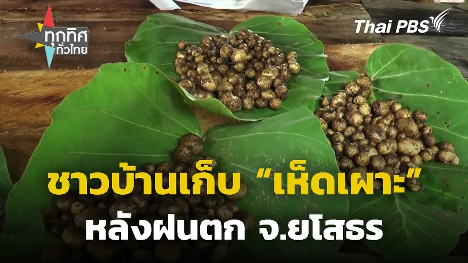 ชาวบ้านเก็บเห็ดเผาะหลังฝนตก จ.ยโสธร