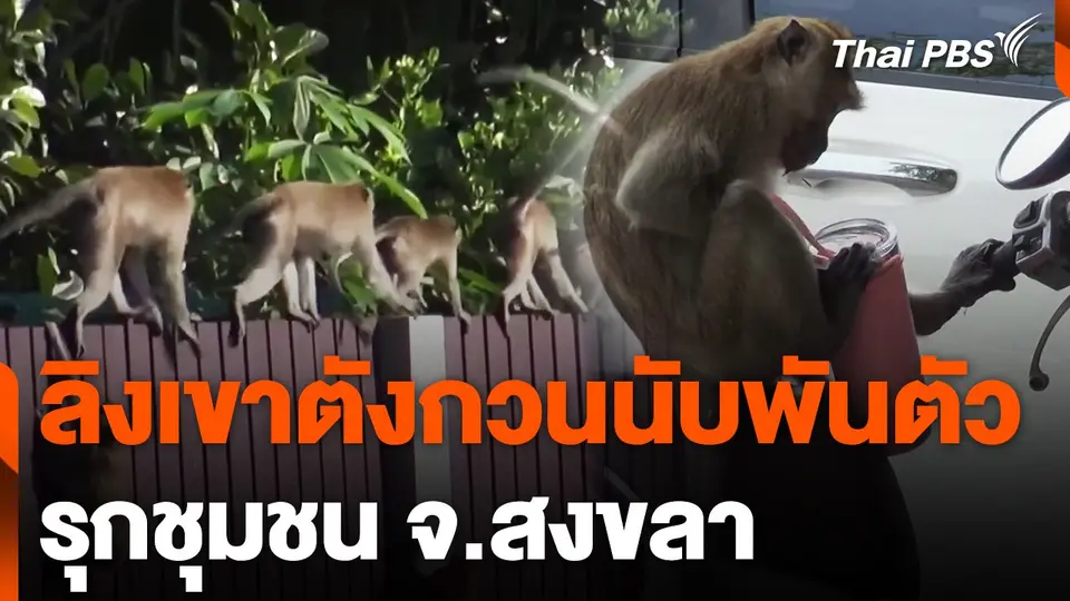 ลิงเขาตังกวนนับพันตัว รุกชุมชน จ.สงขลา