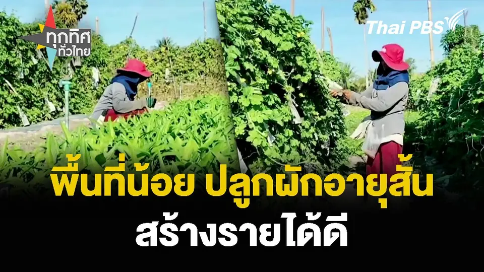 พื้นที่น้อย ปลูกผักอายุสั้น สร้างรายได้ดี