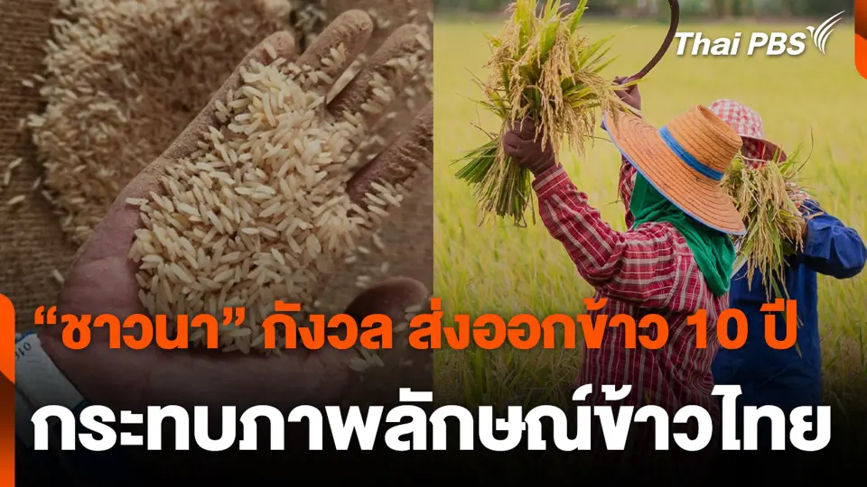 “ชาวนา” กังวล ส่งออกข้าว 10 ปี กระทบภาพลักษณ์ข้าวไทย