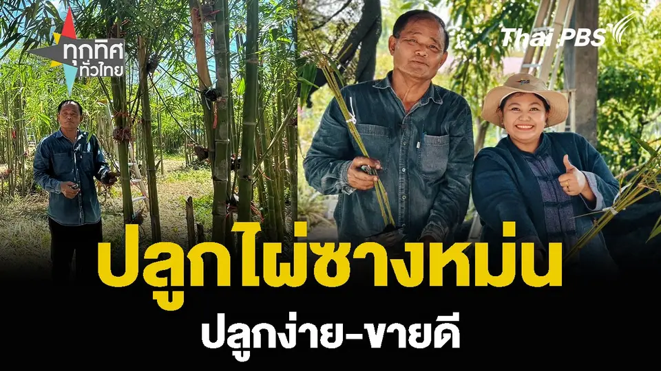เกษตรกรต้นแบบ ปลูกไผ่ซางหม่น ปลูกง่าย-ขายดี