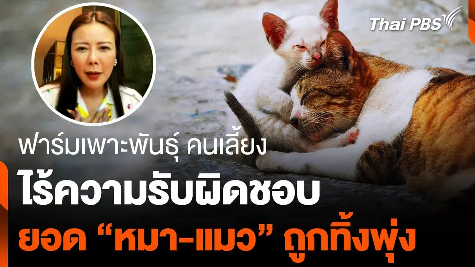 “เพาะพันธุ์-เลี้ยง” ไร้ความรับผิดชอบ ยอด “หมา-แมว” ถูกทิ้งพุ่ง